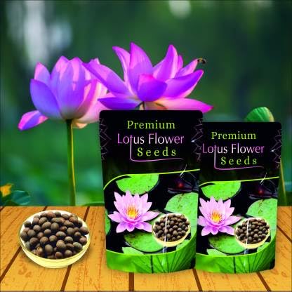 Japanese Bonsai Multicolour Bowl Lotus Seeds – 7 Days Germination | Buy 1 Get 1 FREE!