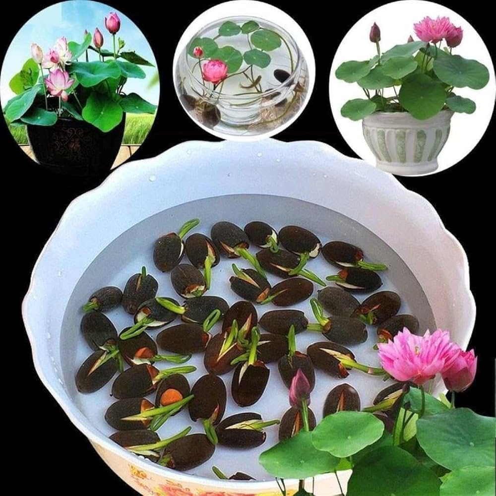 Japanese Bonsai Multicolour Bowl Lotus Seeds – 7 Days Germination | Buy 1 Get 1 FREE!