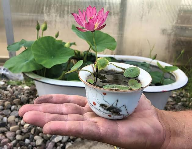 Japanese Bonsai Multicolour Bowl Lotus Seeds – 7 Days Germination | Buy 1 Get 1 FREE!