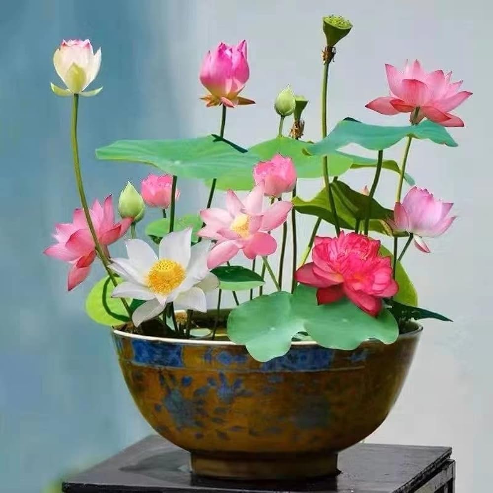 Japanese Bonsai Multicolour Bowl Lotus Seeds – 7 Days Germination | Buy 1 Get 1 FREE!